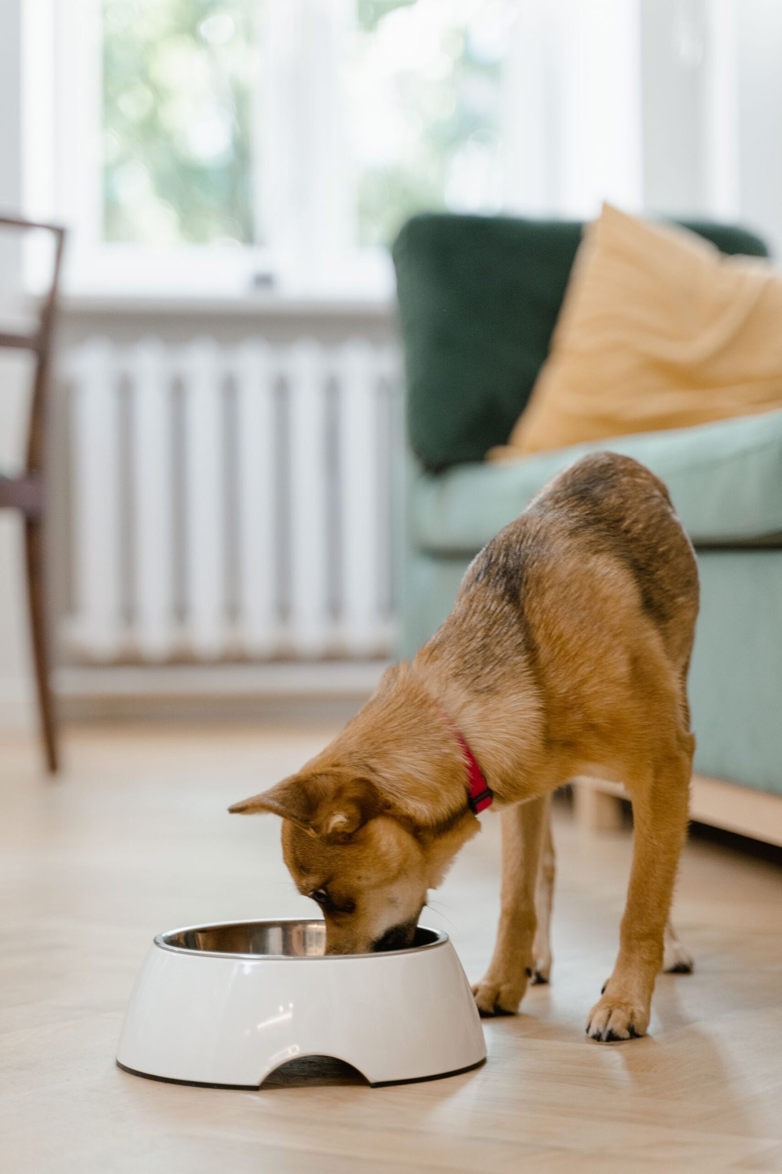 Small dog enjoying its meal from a white bowl in a cozy living room