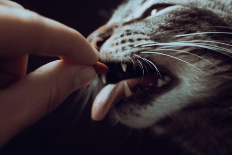 Adorable tabby cat enjoys a treat in close-up