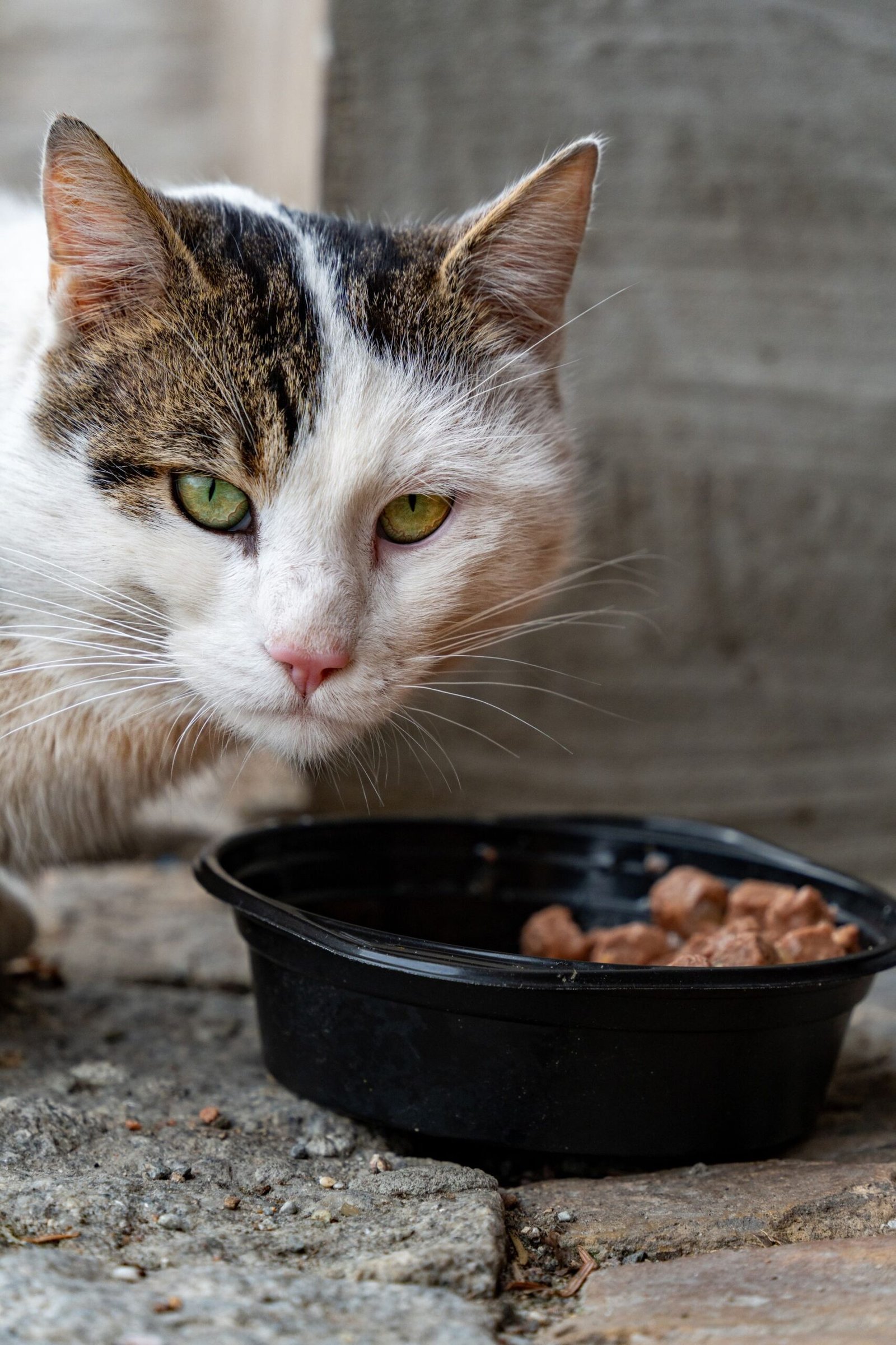 A cat with green eyes enjoying food from a black bowl outside