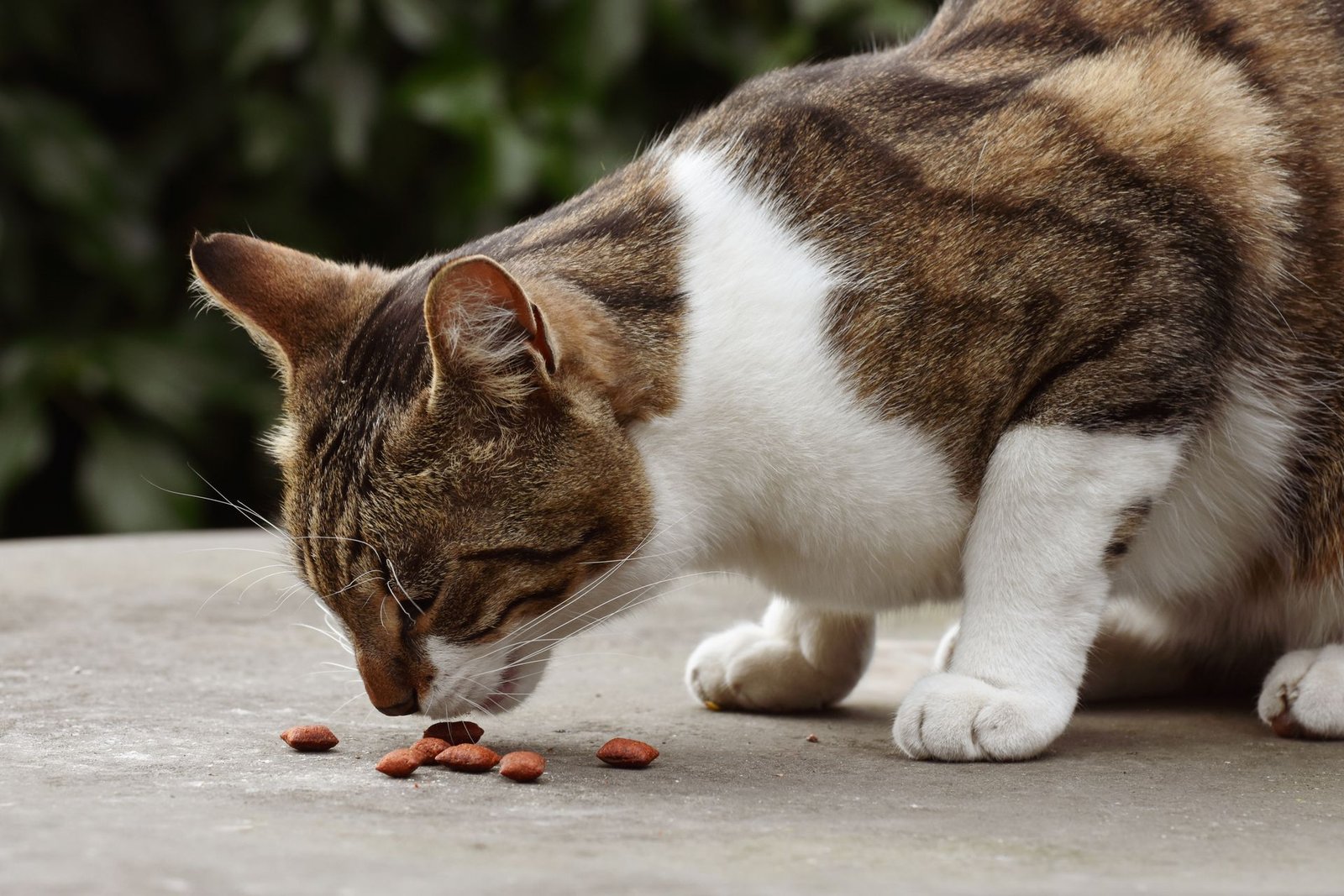 A domestic tabby cat enjoys a meal outdoors on a concrete surface