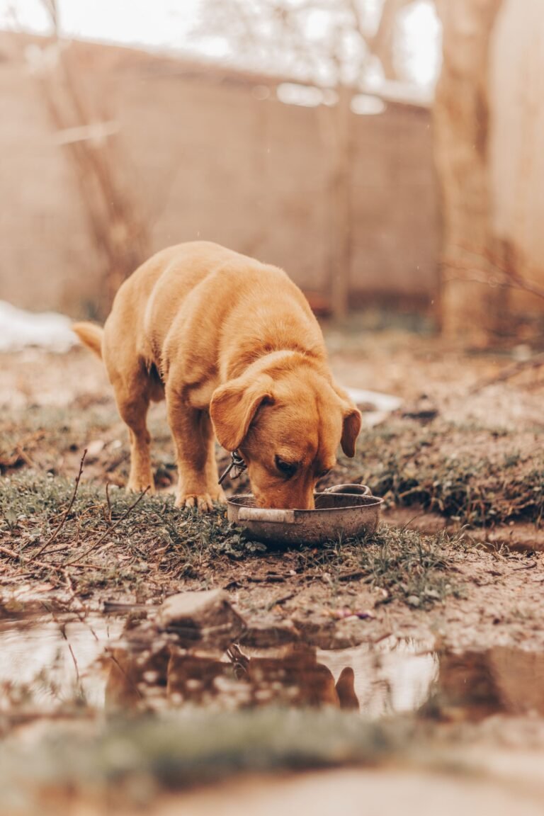 A brown dog is eating from a bowl outdoors