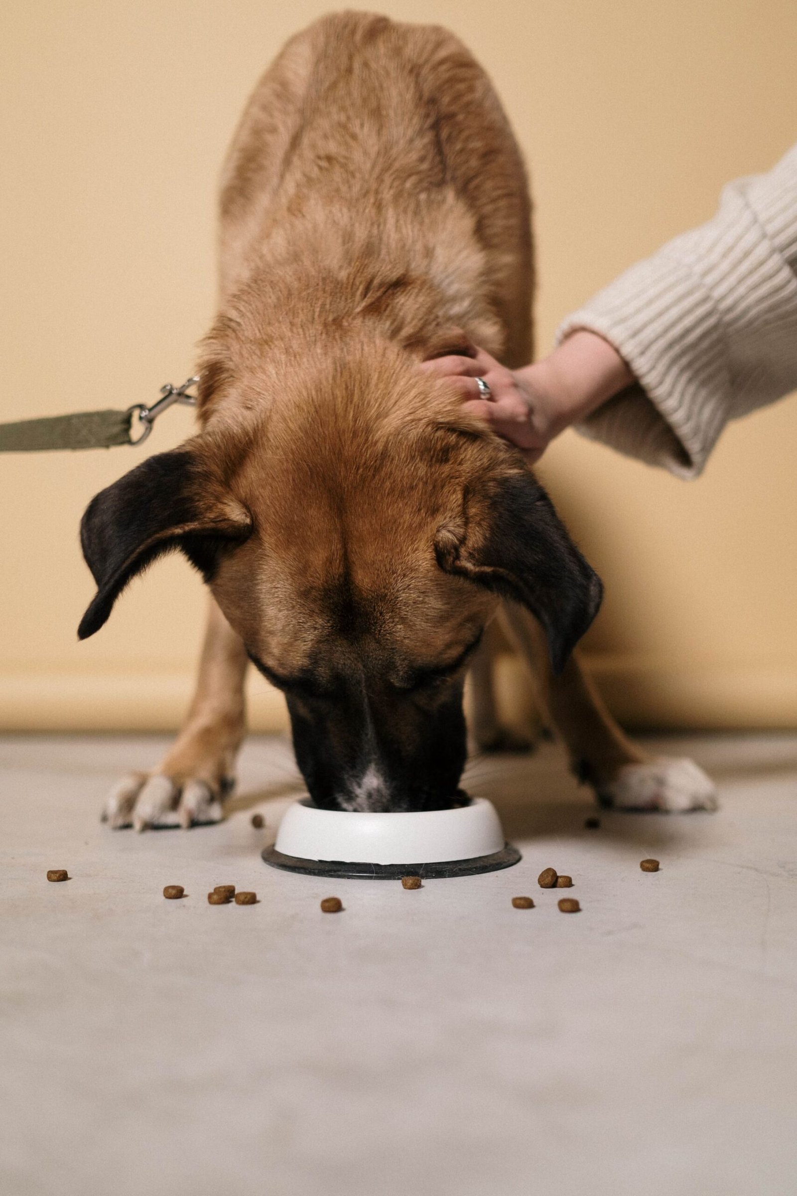 Brown dog eating kibble from a bowl on an indoor floor, being petted
