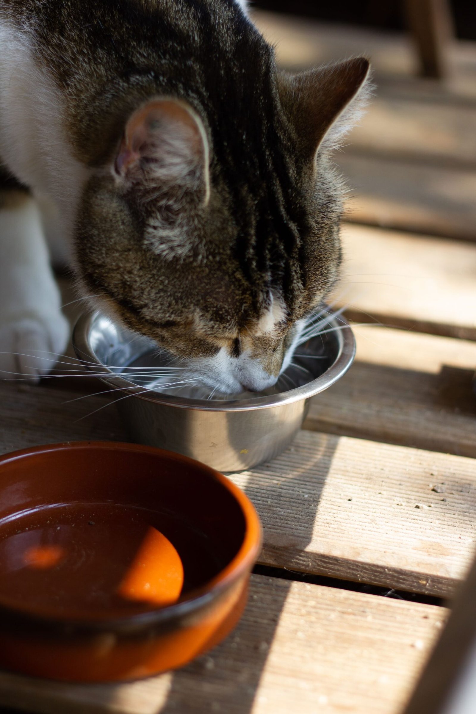 Tabby cat enjoying water from a metal bowl