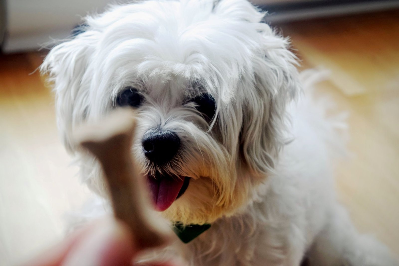 Cute white Shih Tzu dog indoors eagerly waiting for food
