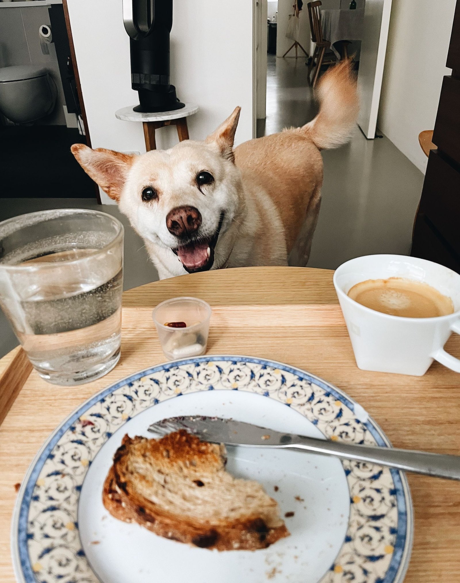 A cheerful dog by a breakfast table in the morning