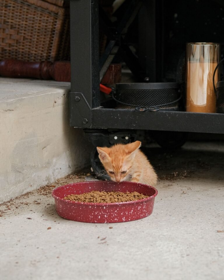 A cute ginger kitten enjoying a meal from a red bowl