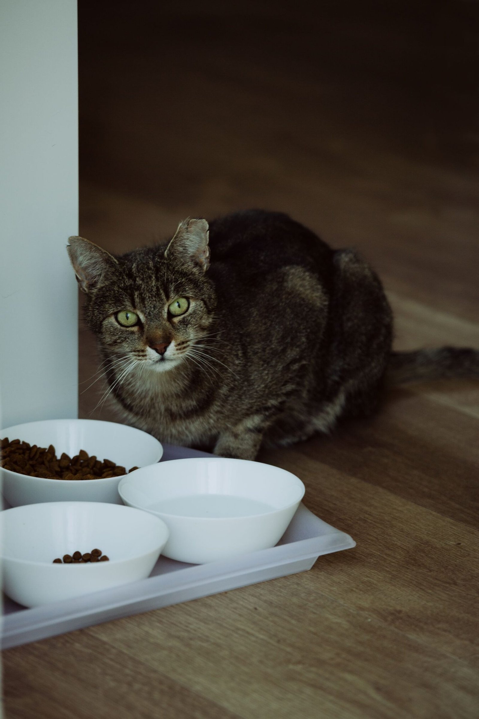 A domestic tabby cat sits beside a tray of bowls