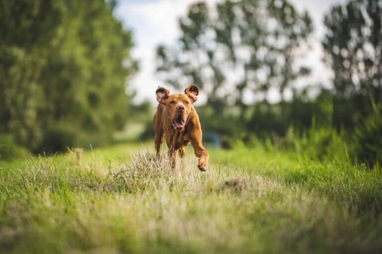 A happy brown dog joyfully running through a lush green field