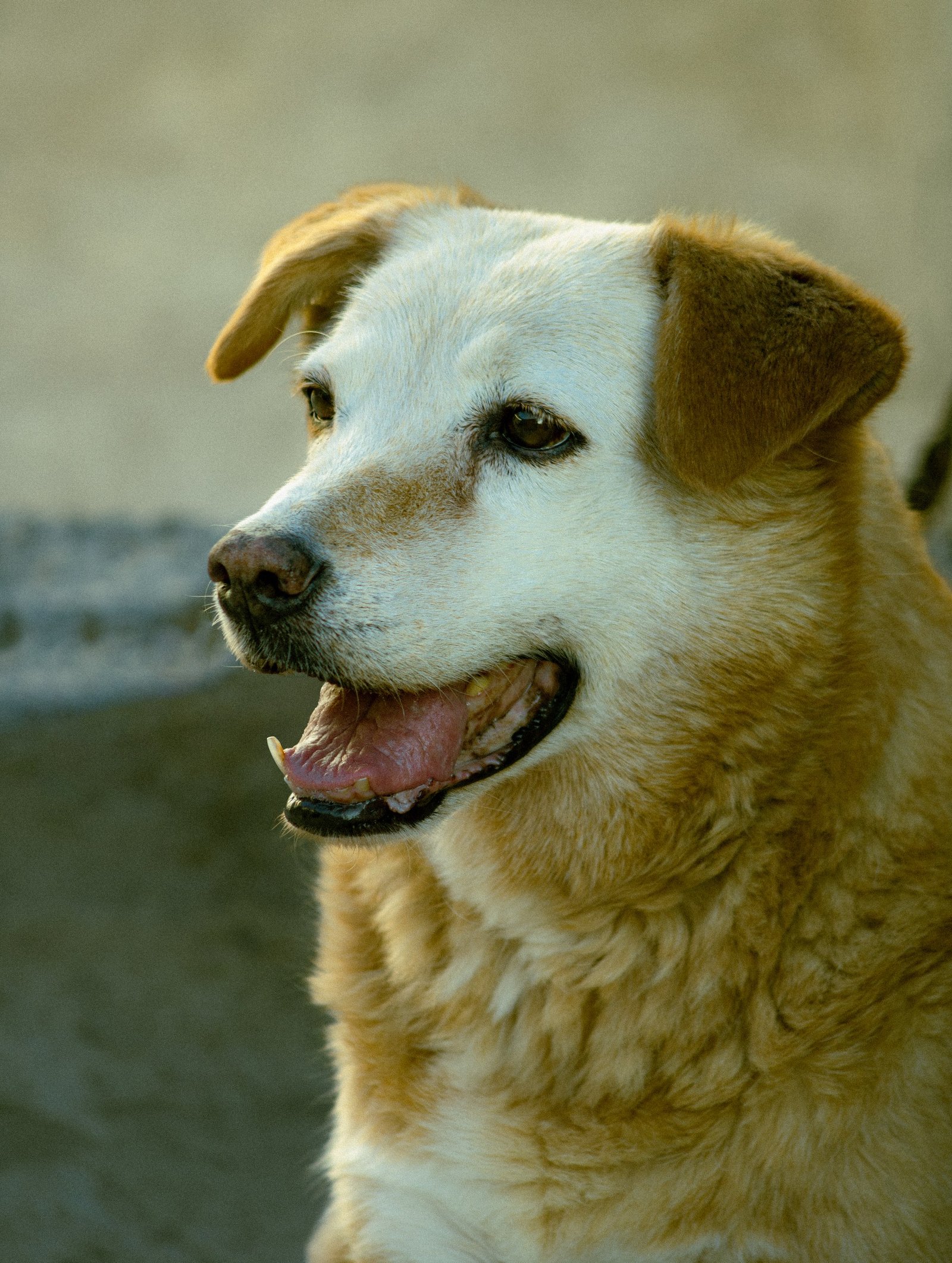 A cheerful senior dog with golden fur enjoying a sunny day