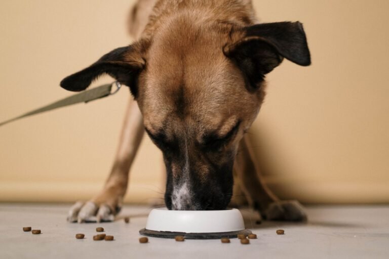 Close-up of a brown dog eating kibble from a white bowl