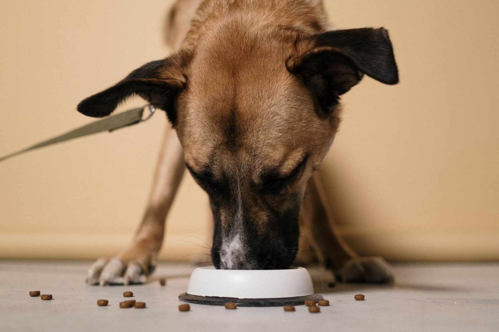 Close-up of a brown dog eating kibble from a white bowl