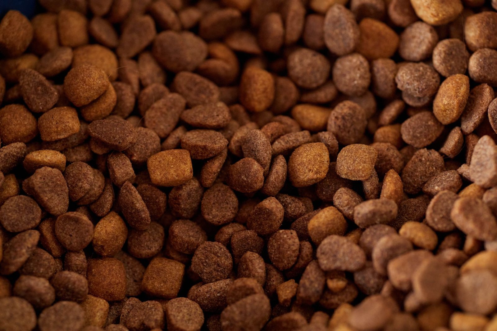 Close-up of dry dog food kibble pieces showing texture and variety