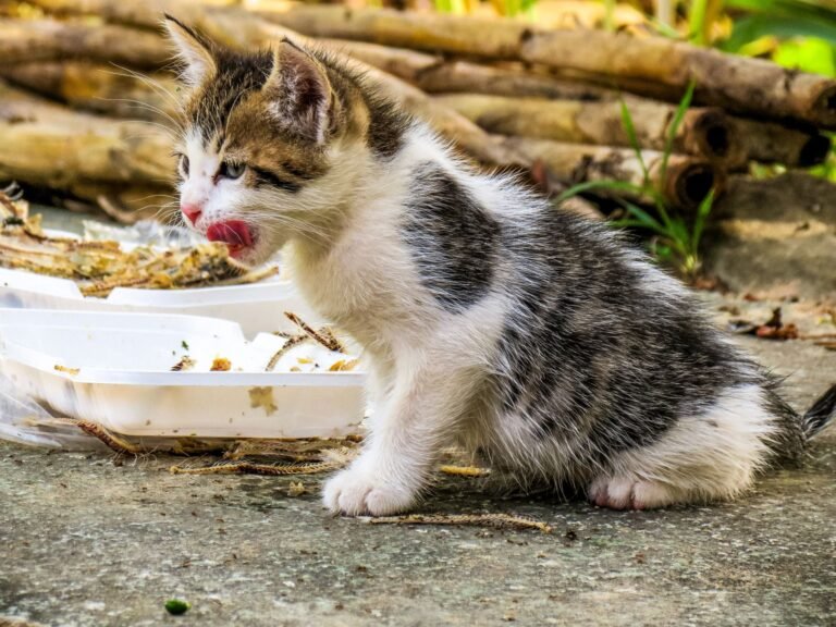 Adorable kitten licking its lips while eating outdoors