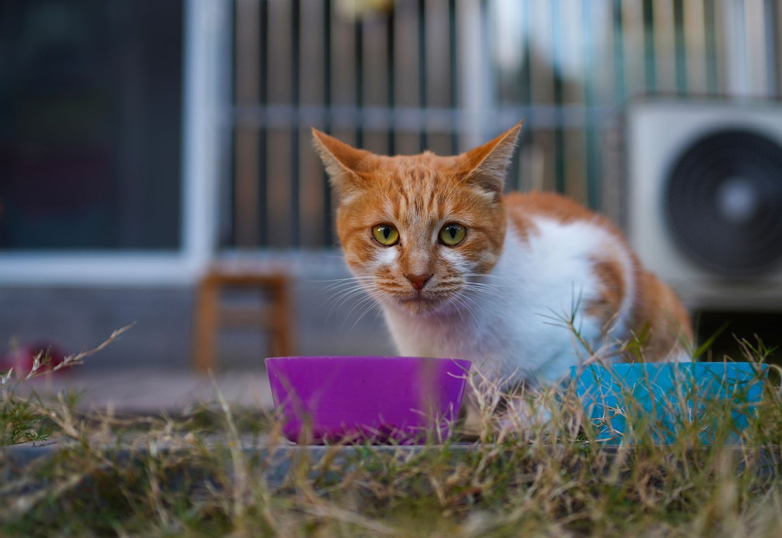 Orange and white cat eating beside a colorful bowl outdoors