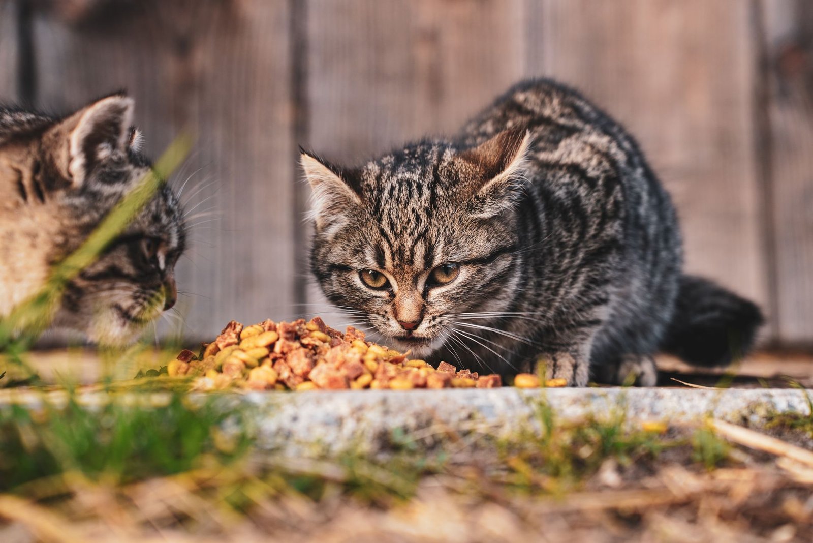 Two tabby kittens enjoying a meal outdoors together
