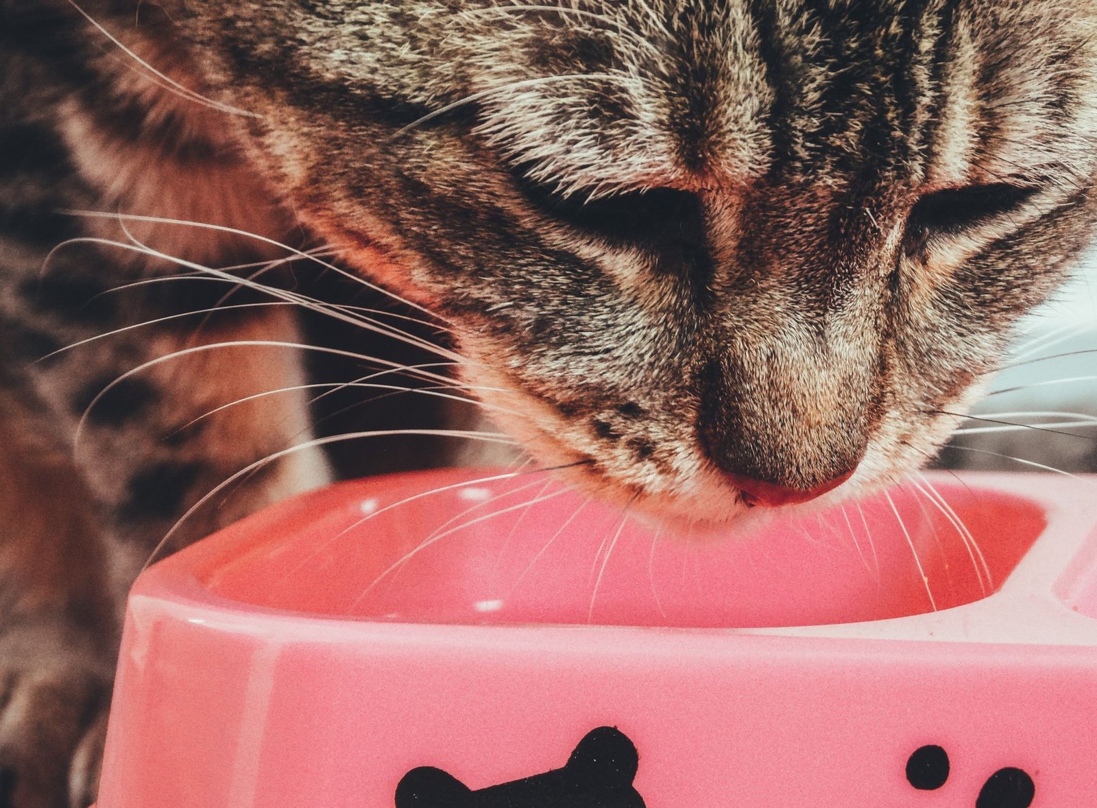 Tabby cat enjoying a meal from a pink bowl