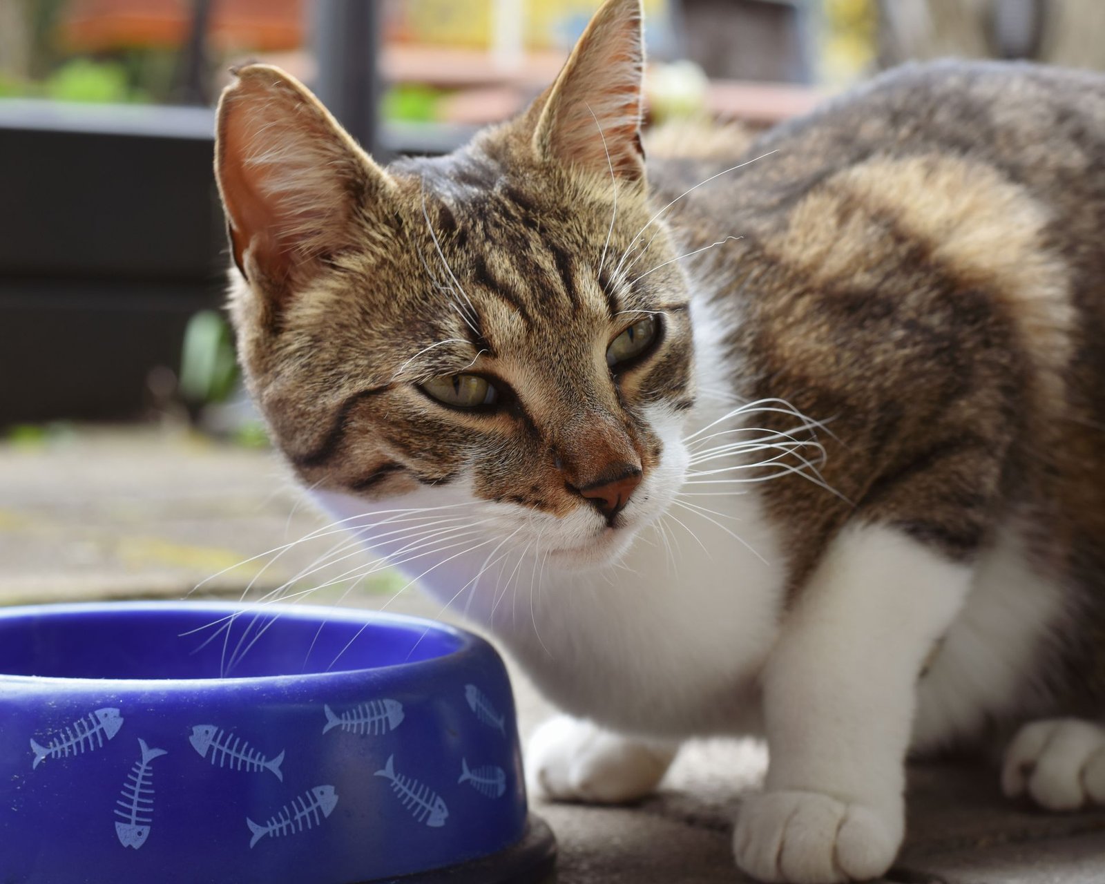 Tabby cat sitting next to a blue patterned food bowl