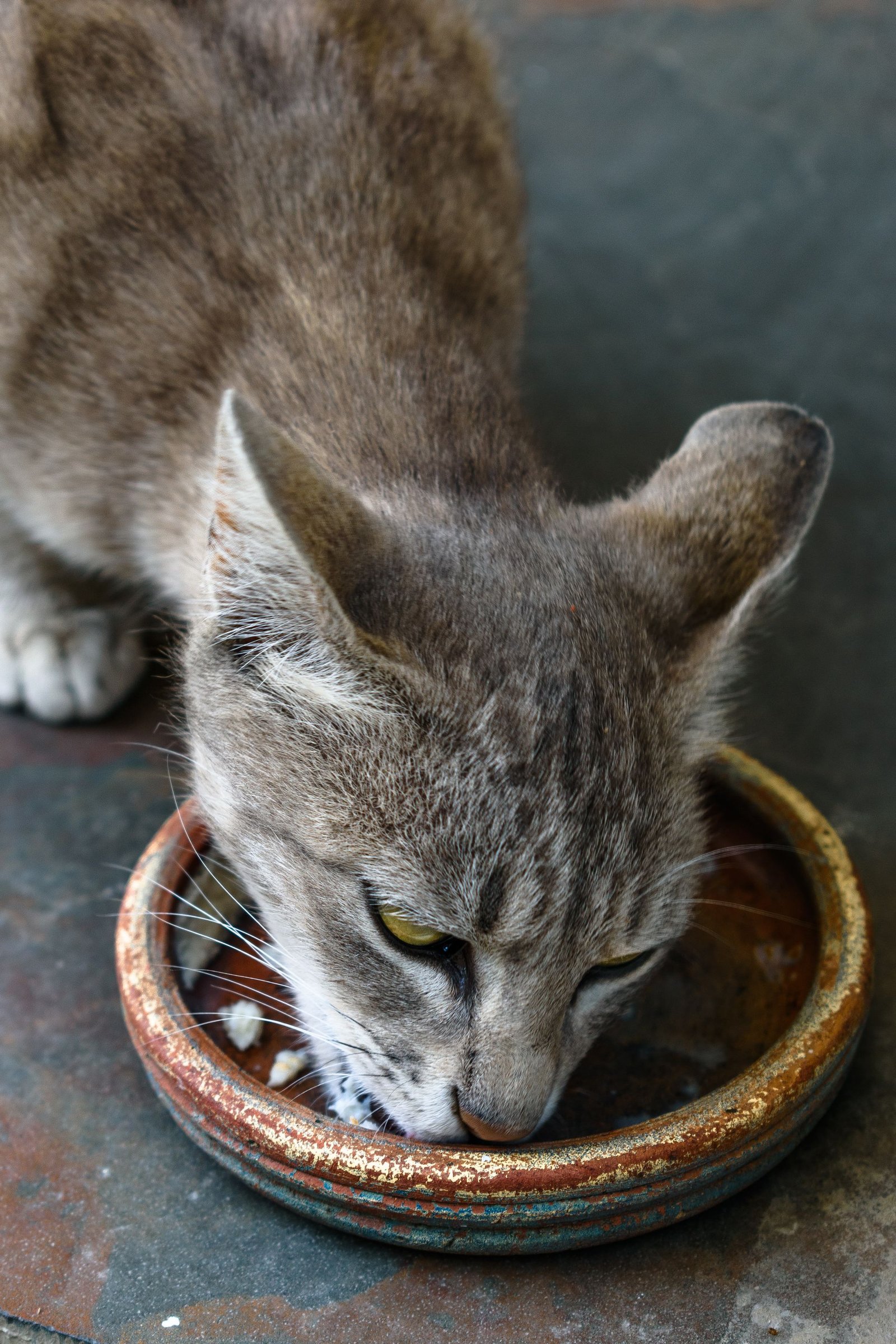 Tabby cat eating from a ceramic bowl in detail