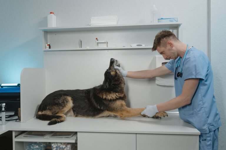 Veterinarian examining a German Shepherd dog in a clinic