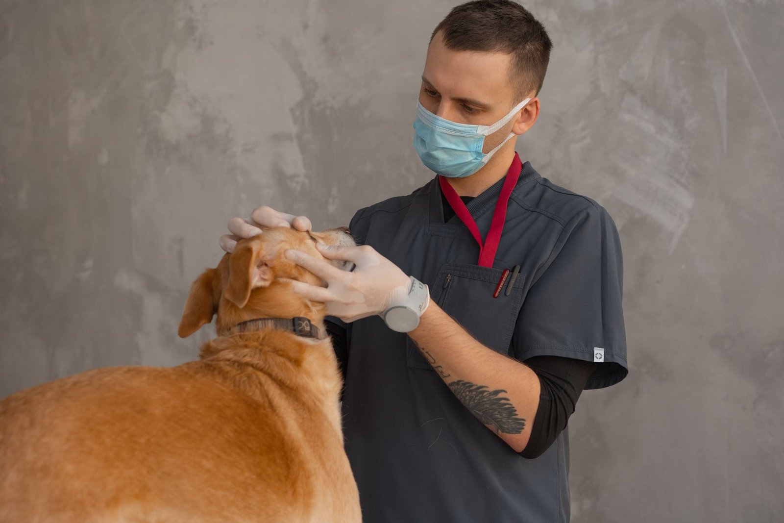 Veterinarian in a mask examining a dog during a checkup