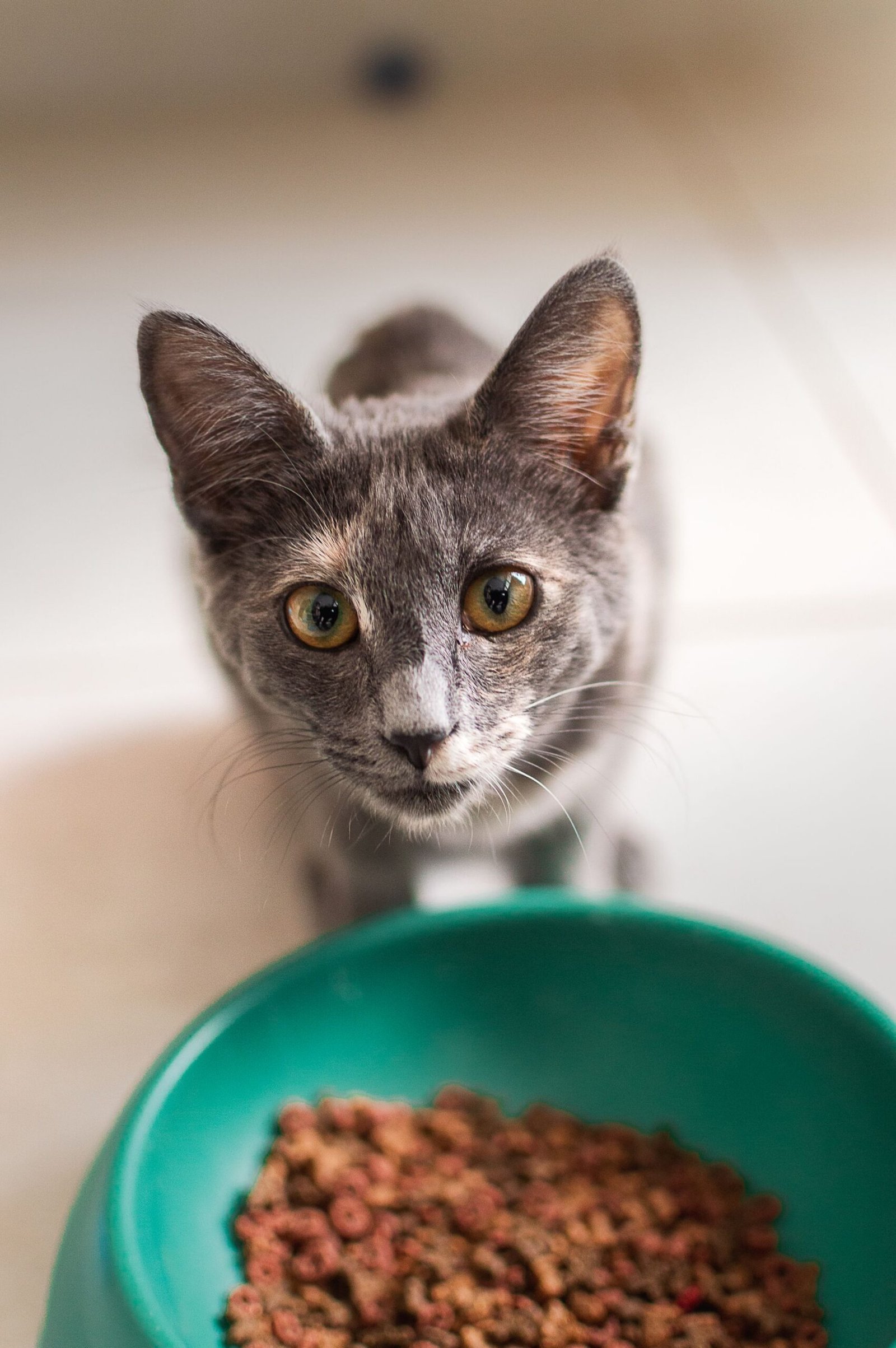Focused cat looking at food bowl in a cozy indoor setting