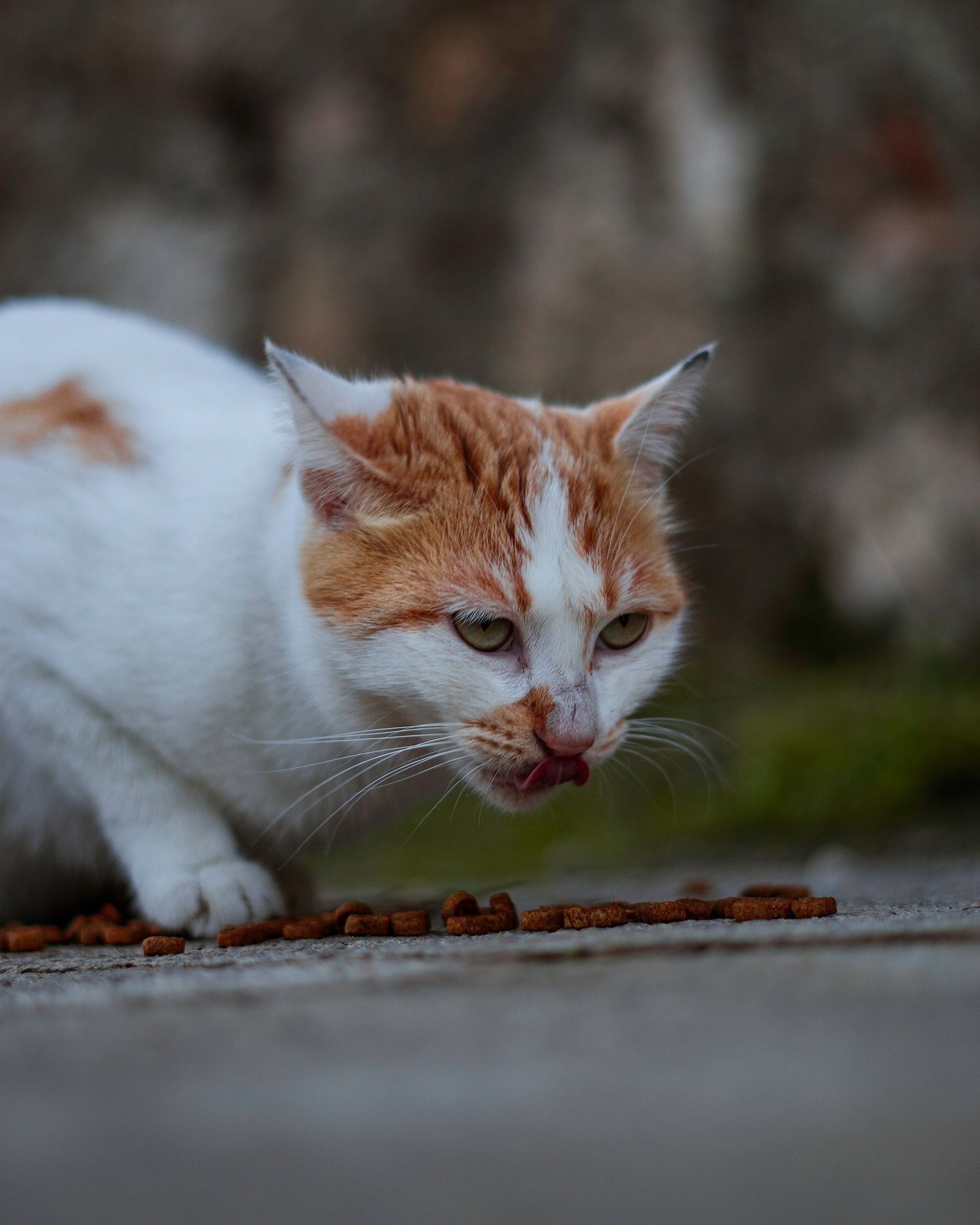 Domestic cat eating dry food