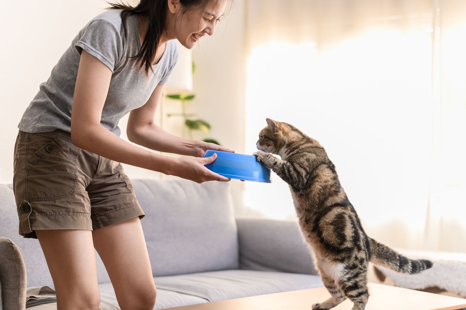 Woman feeding her cat at home in the living room