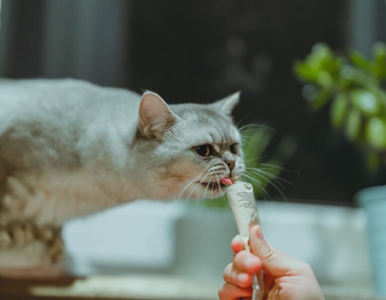 British Shorthair cat licking a treat from a tube