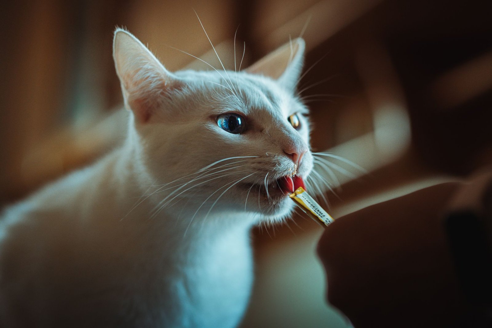 White cat enjoying a treat indoors