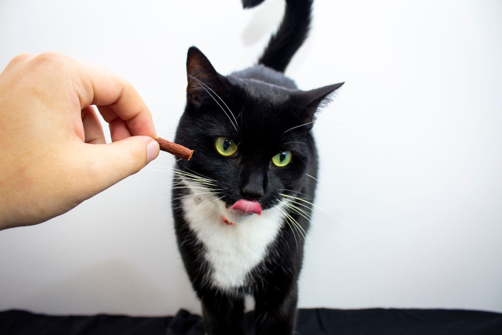Black and white cat licking its lips while receiving a treat