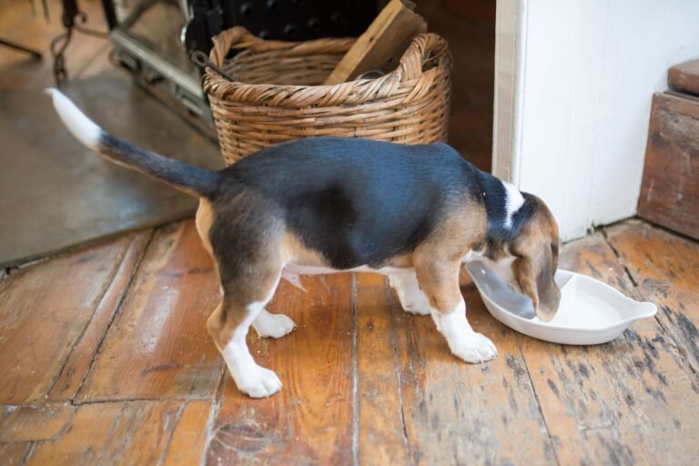 Beagle puppy enjoying a meal indoors by a wicker basket