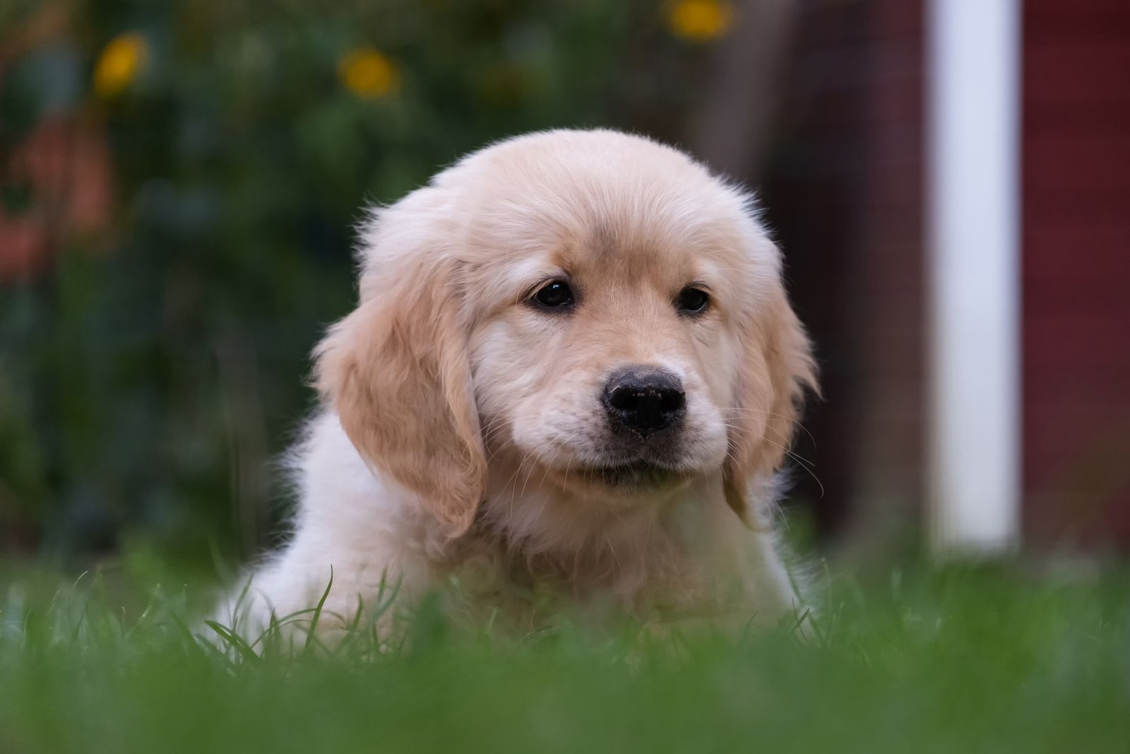 Golden retriever puppy lying on green grass close-up