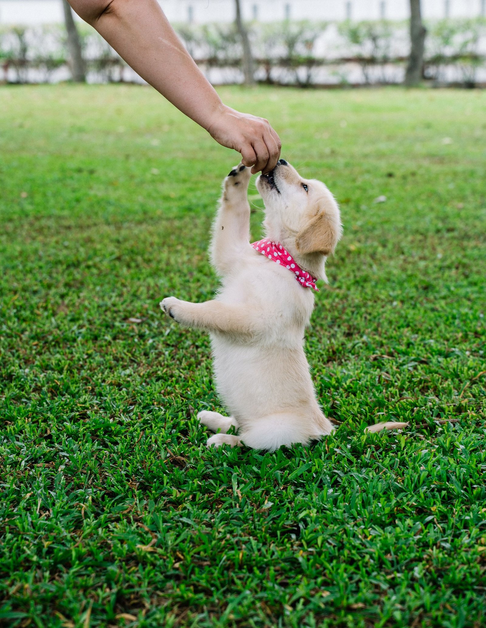 Golden retriever puppy being fed outdoors