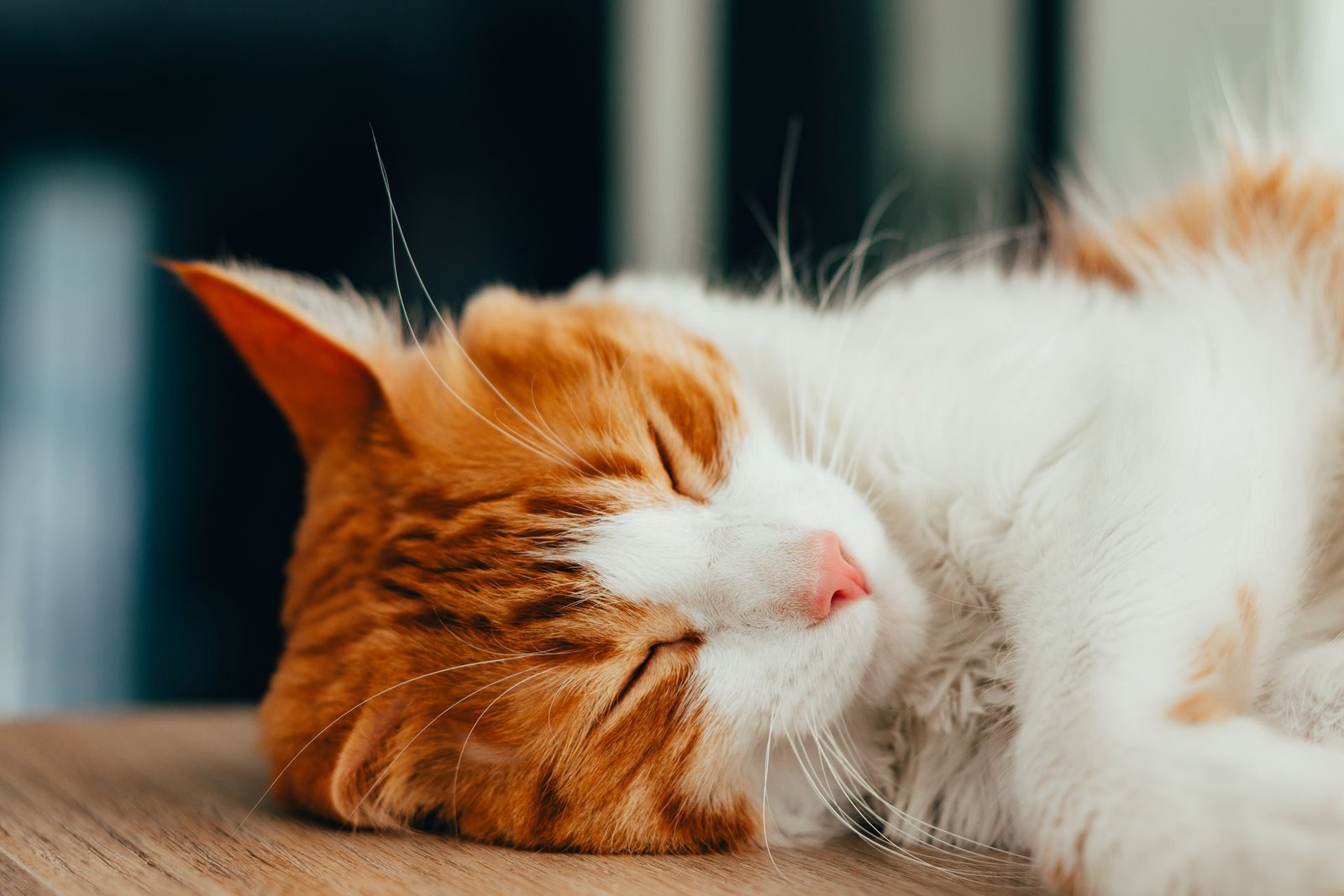 Ginger tabby cat sleeping peacefully indoors