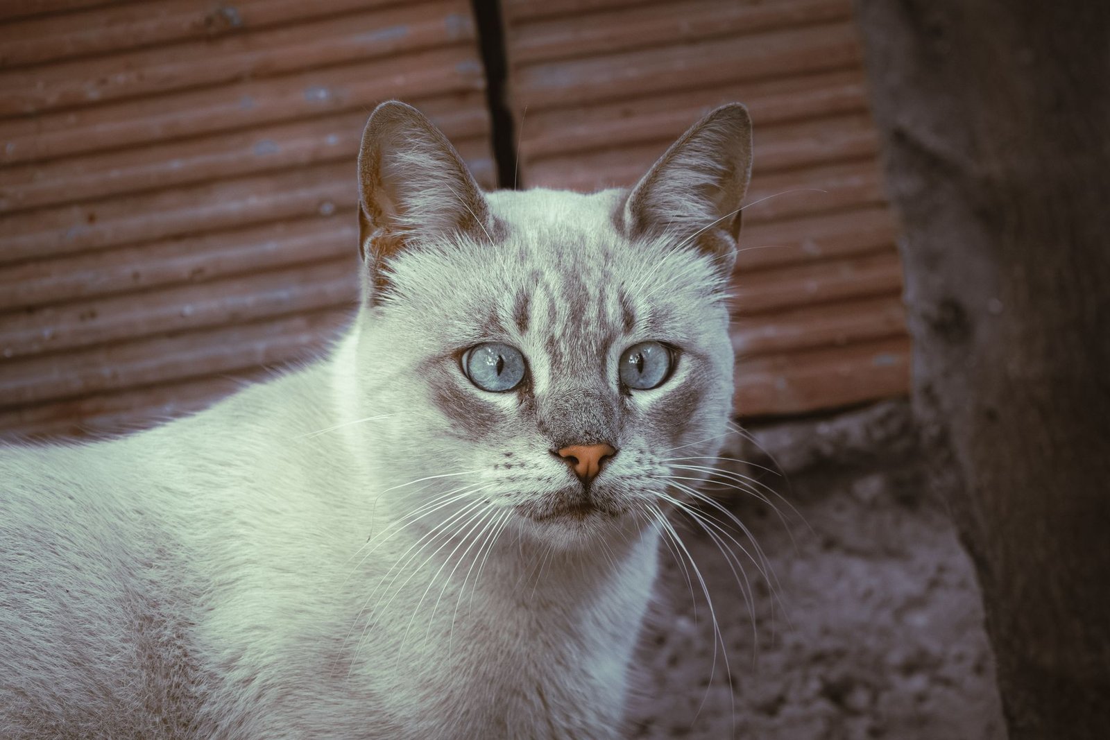 Beautiful gray cat with blue eyes outdoors