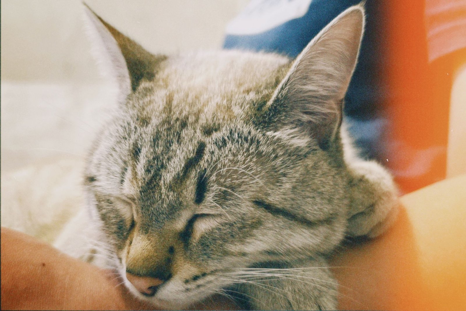 Close-up of a tabby cat sleeping peacefully