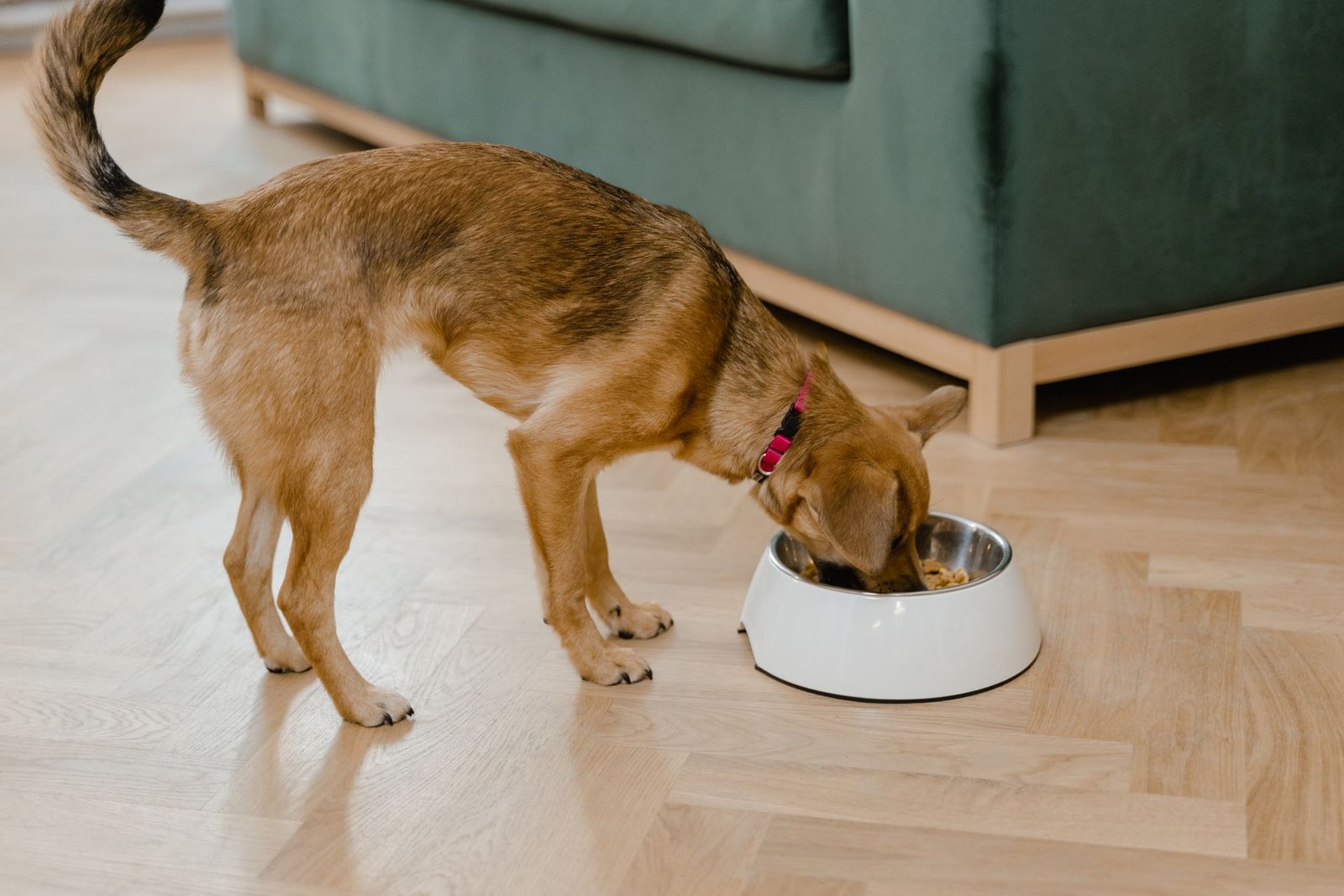 Small brown dog enjoying a meal from its bowl indoors