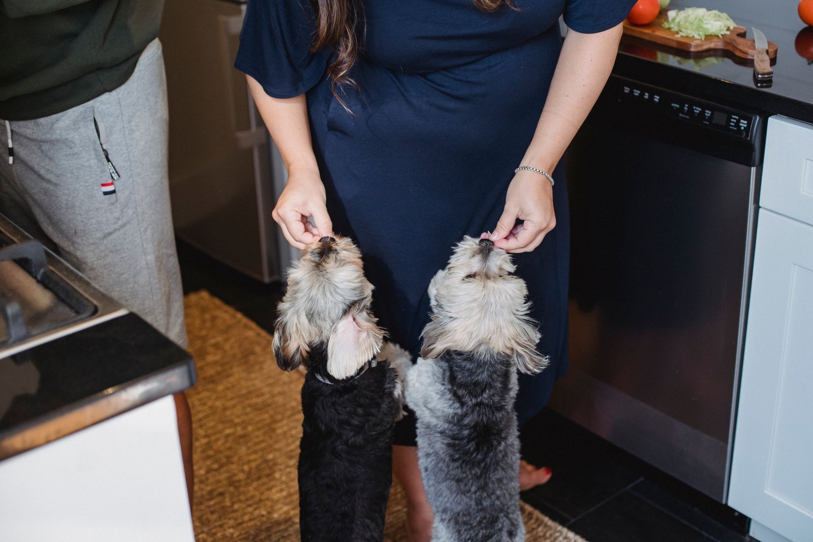 Person feeding two Yorkshire terriers in a kitchen