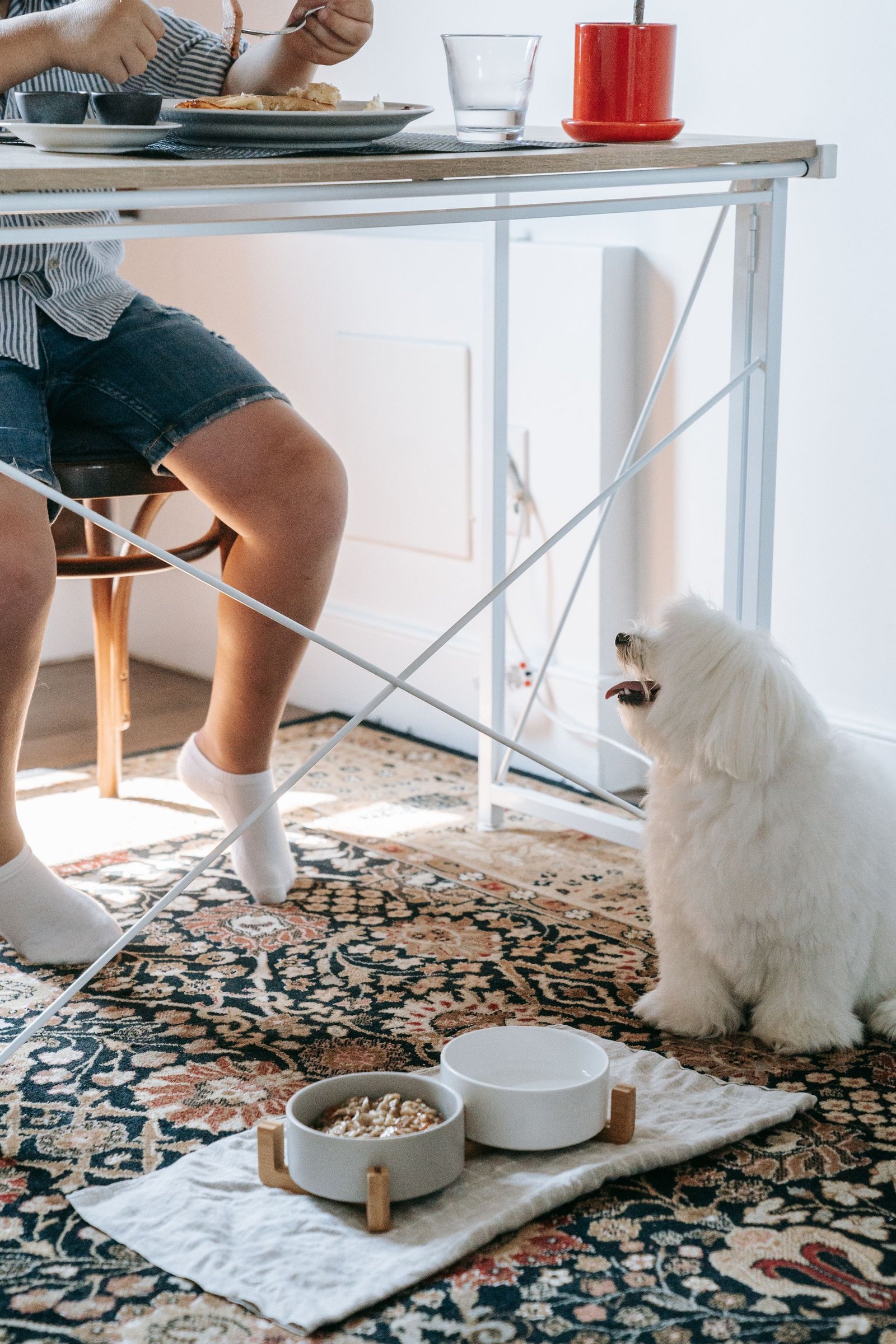 Fluffy white dog looking up eagerly at a dining table