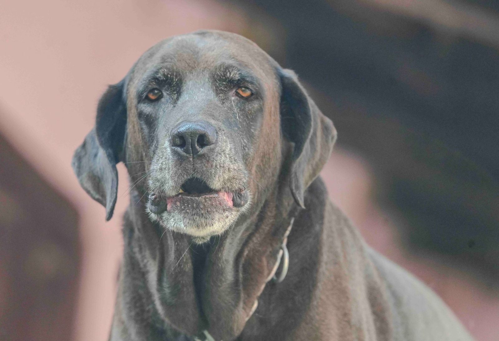 Elderly chocolate Labrador Retriever gazing forward outdoors