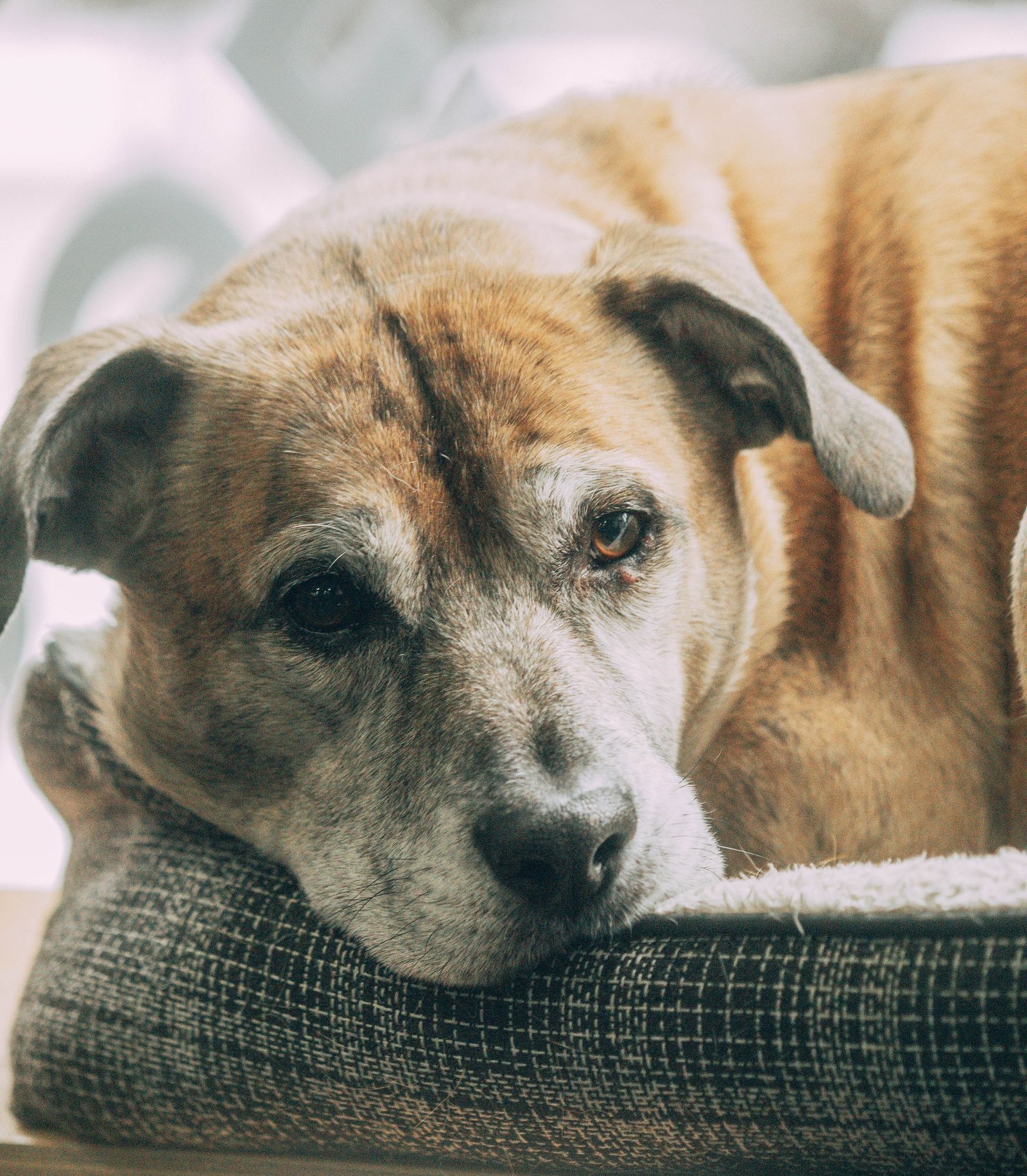 Portrait of an elderly dog relaxing on a comfortable bed indoors