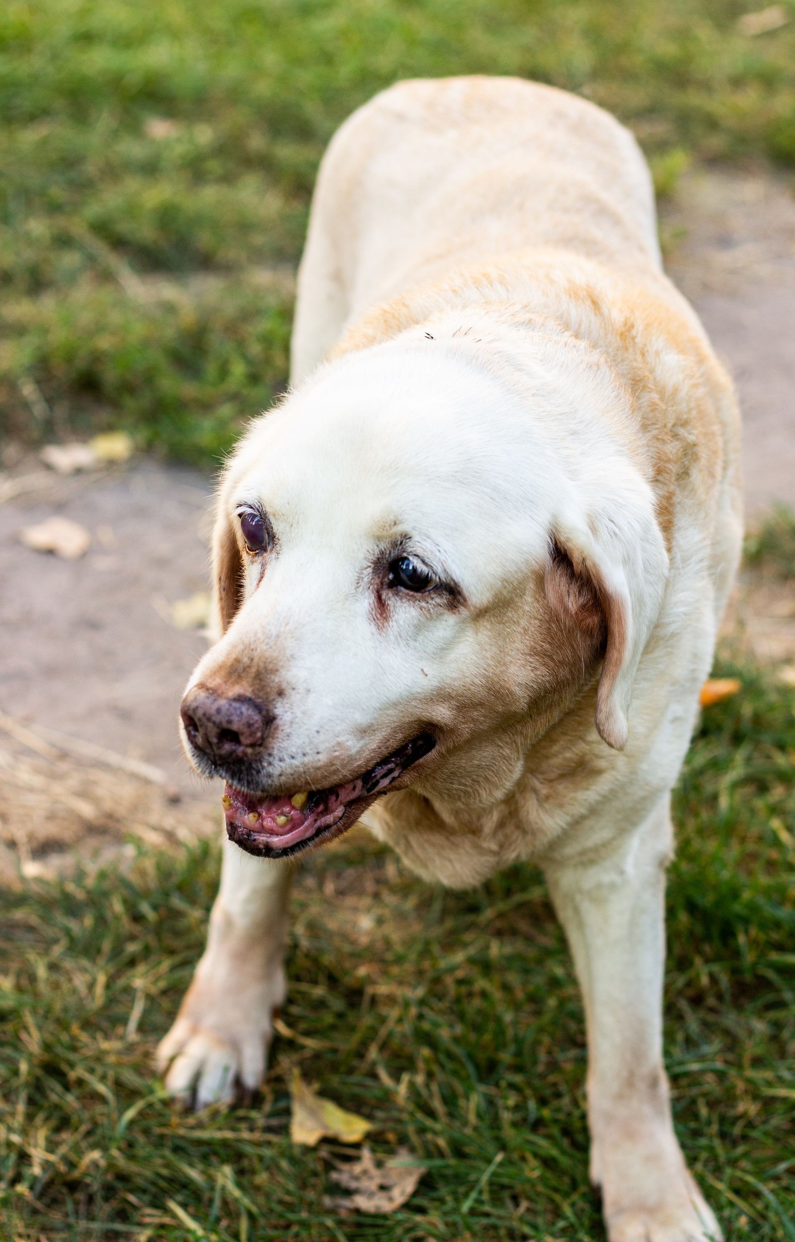 Senior Labrador Retriever standing on the grass on a sunny day