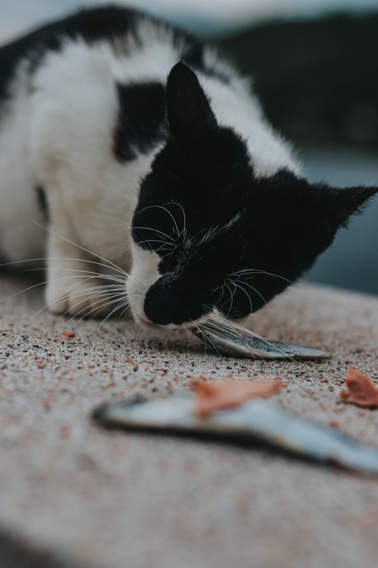 Black and white cat eating a fish outdoors