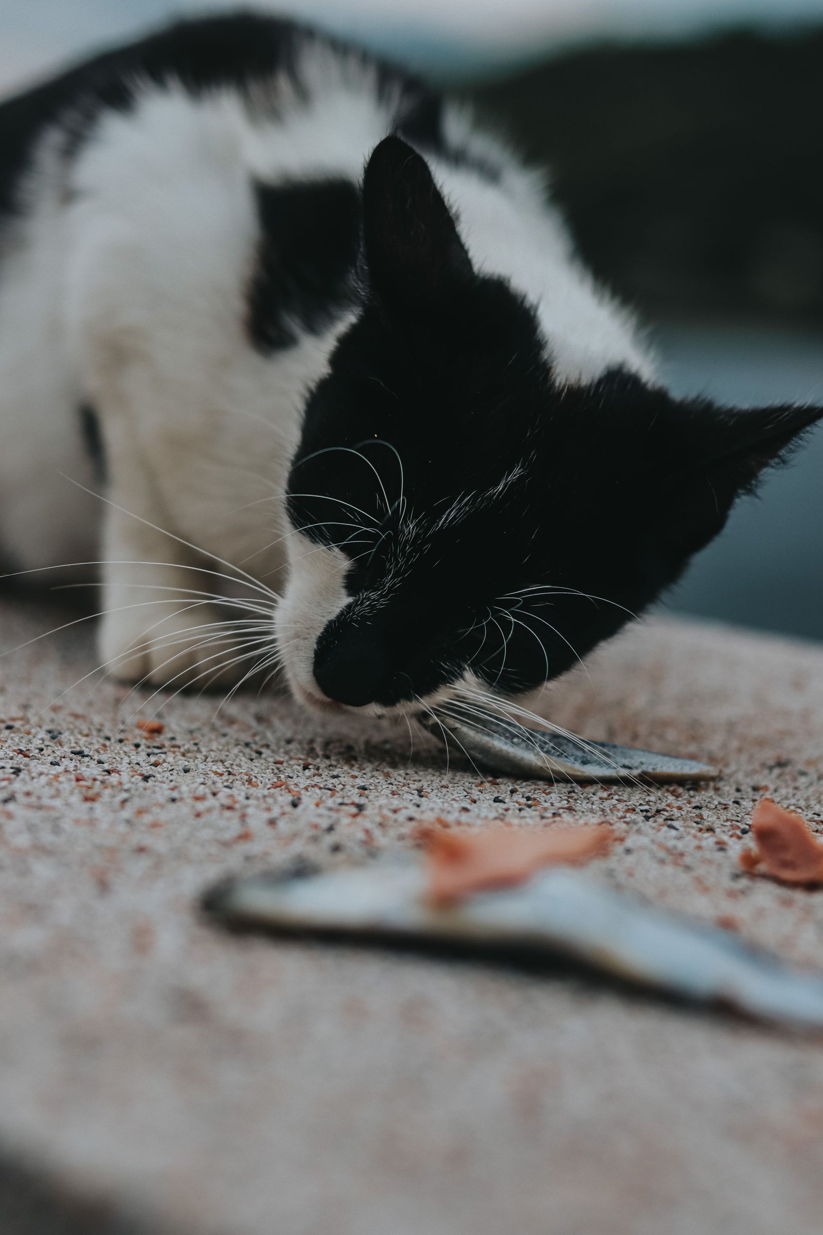 Black and white cat eating a fish outdoors