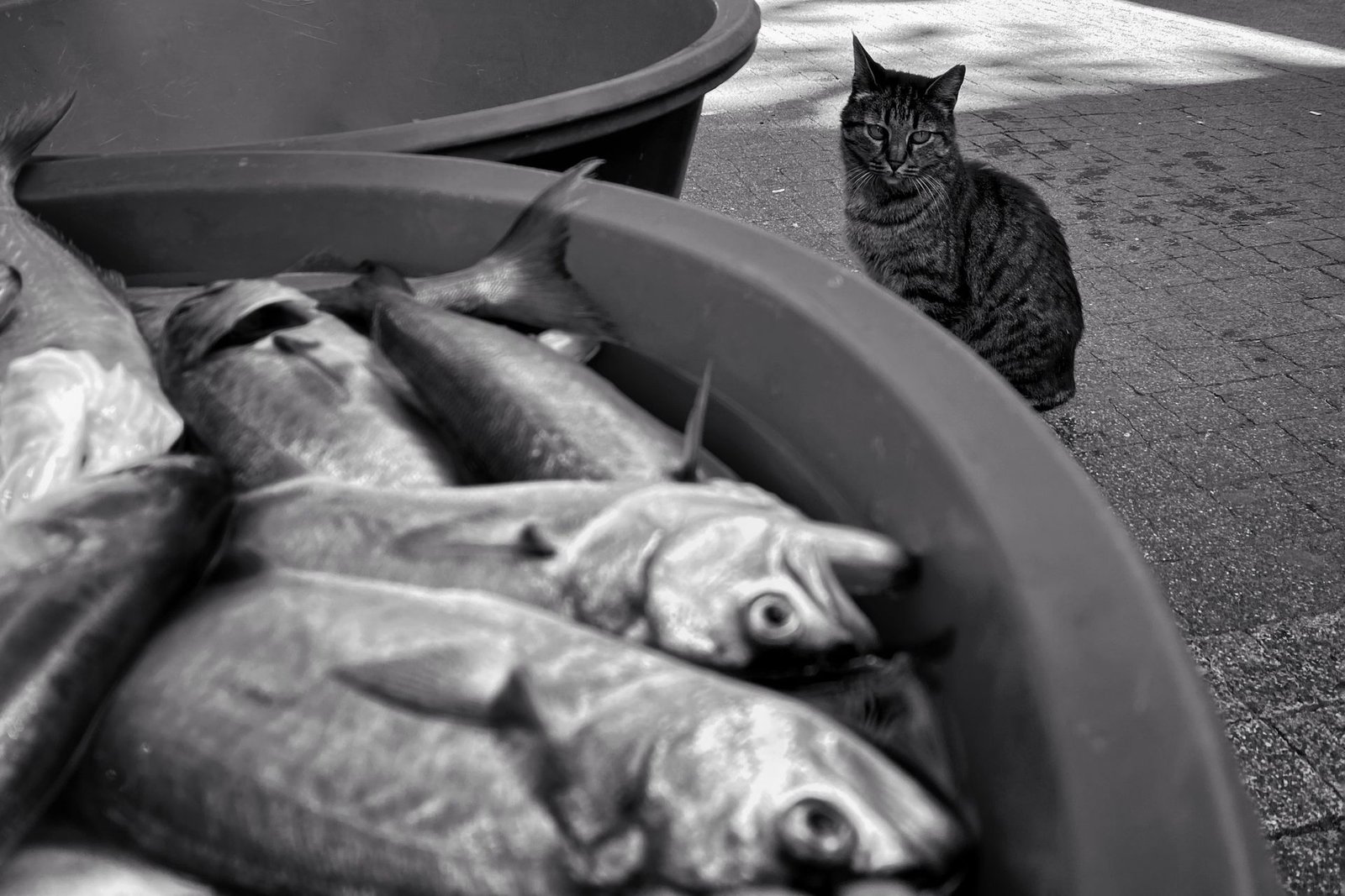 Curious street cat observing fresh fish at a market