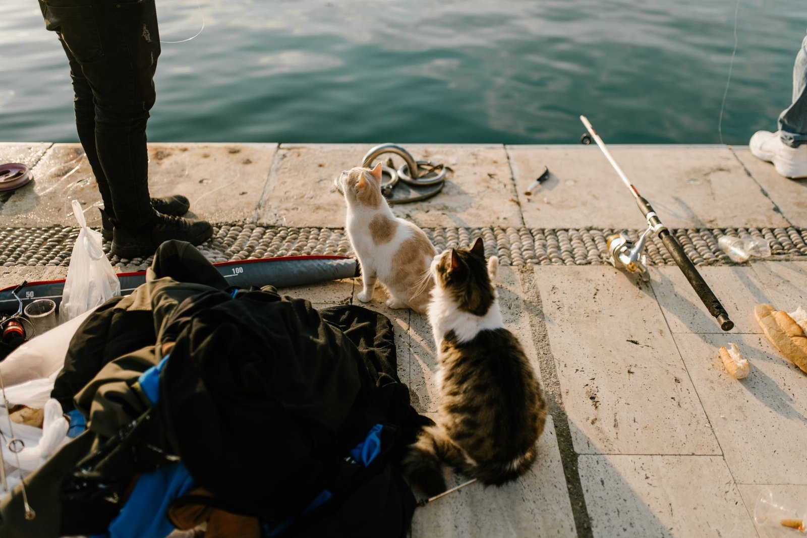 Two curious cats watching fishing activities on a dock