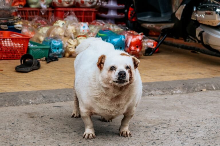 Chubby dog in a colorful outdoor market