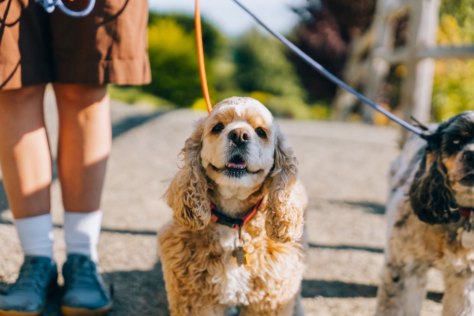 Two cocker spaniels walking on a leash with their owner