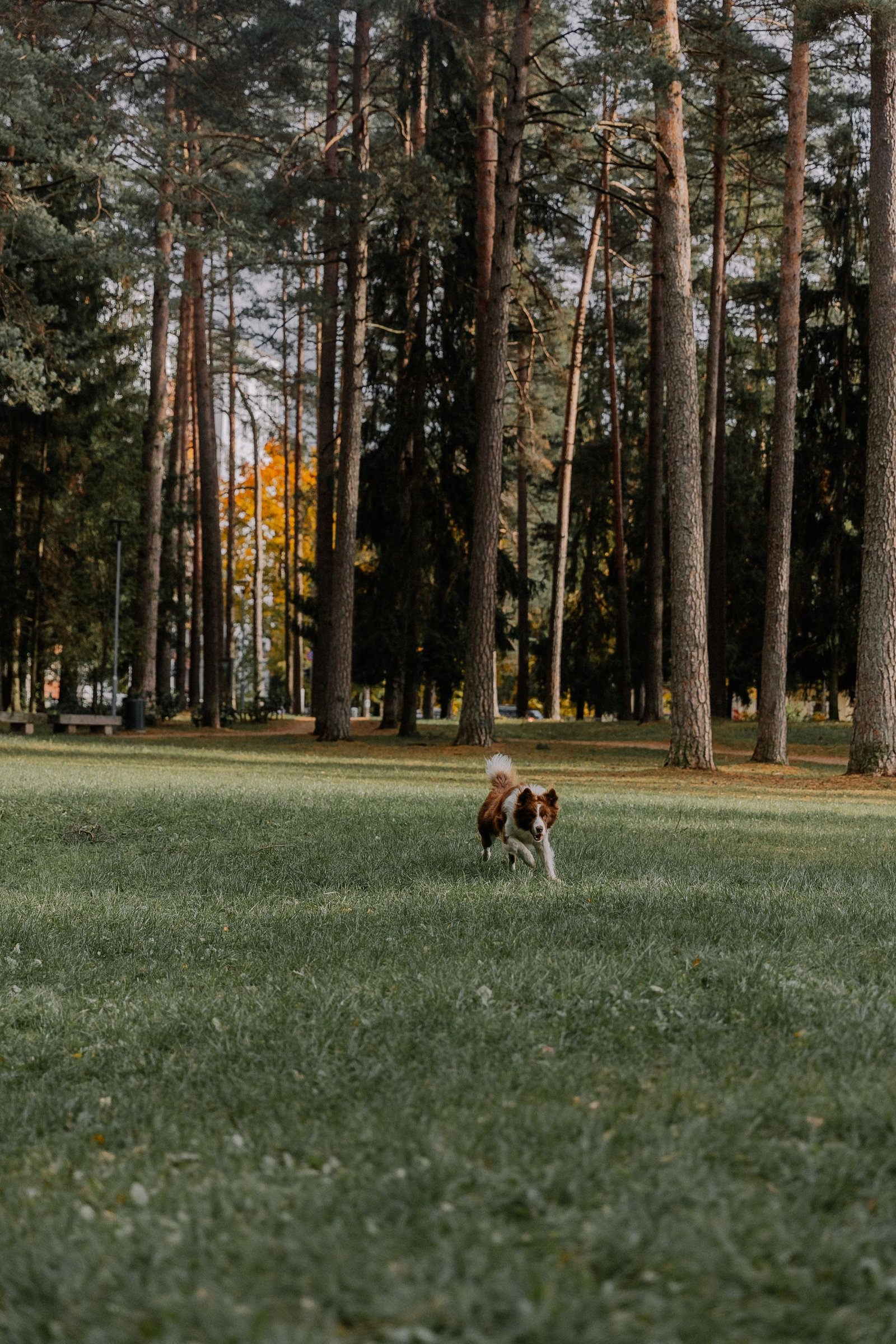 Border Collie running through a forest park