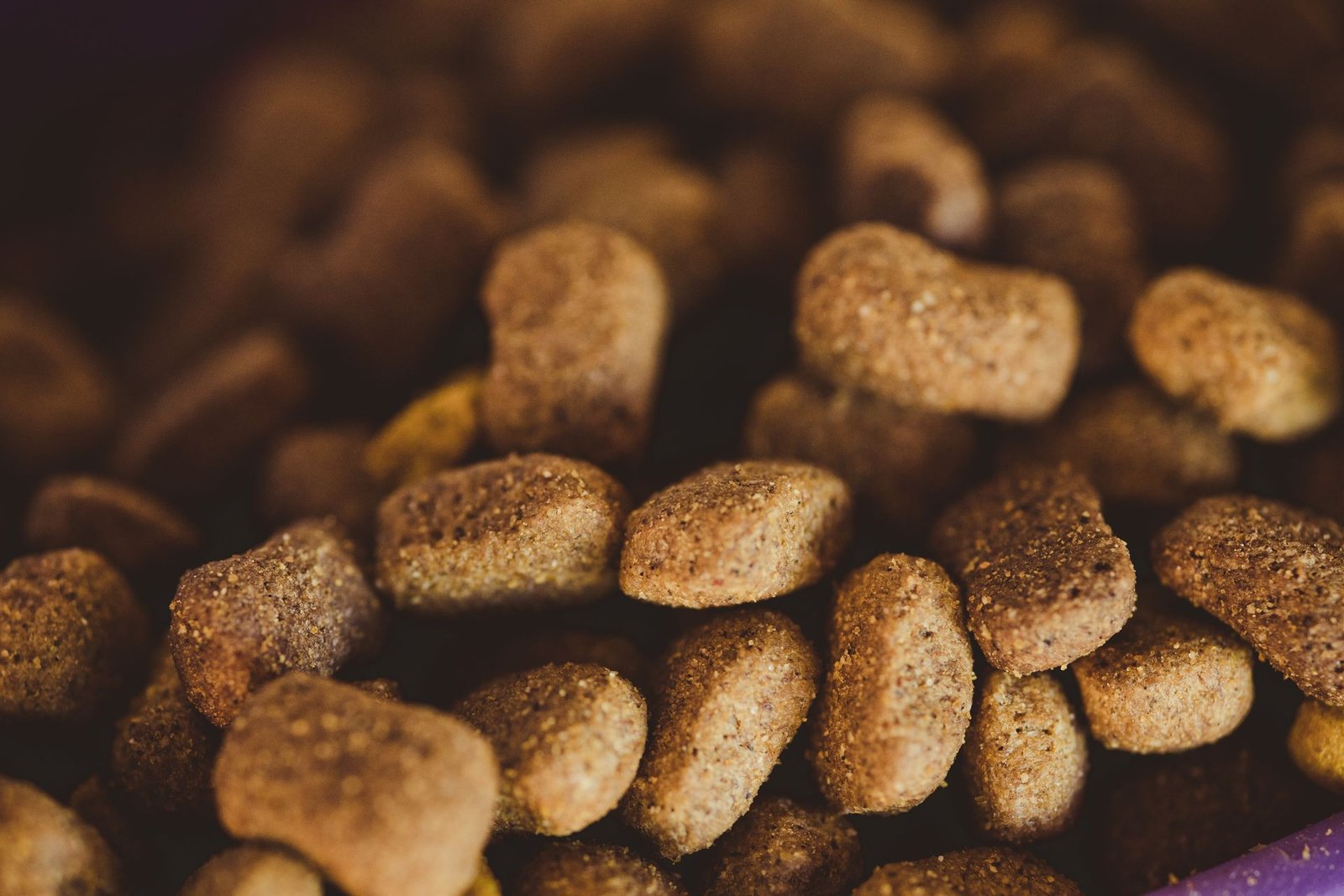 Detailed close-up of dry dog food kibble